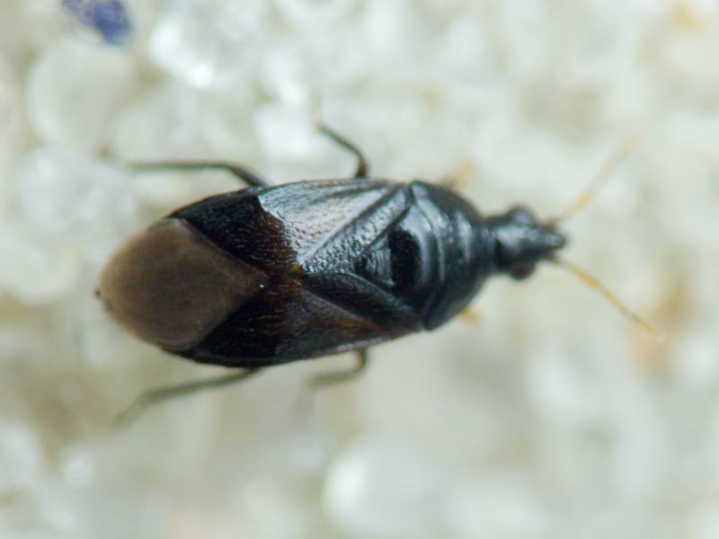 Anthocoridae Fieber, 1837